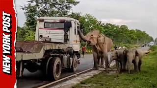 Terrifying Moment Elephant Charges Truck and Attacks it as Driver Runs for His Life