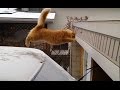 Funny Cat Jump Fail Compilation