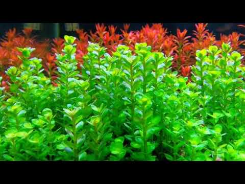 Rotala Indica(Care Guide)| True Rotala Indica| Trimming Rotala | Rotala sp. &quot;Bonsai&quot;