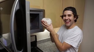 DAVID DOBRIK INTRODUCES BAILEY HARAMBE DOBRIK ERNST - YouTubers Recap