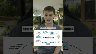 Before adding ANY fish, you must understand the nitrogen cycle.
