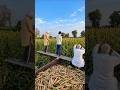 Why Are Farmers Cutting Only the Tops of This Crop? 🌱 😳 #shortsvideo