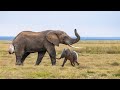 How Does Elephant Giving Birth?