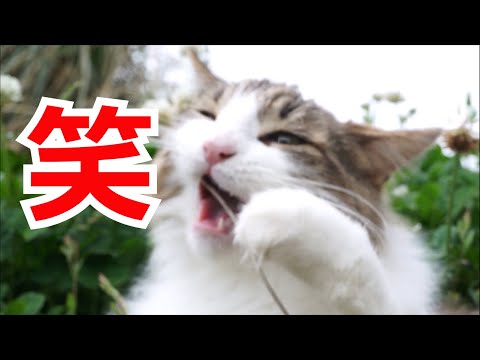 猫 メインクーン おもしろかわいいマロちゃんねる動画集 Youtube