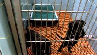 Available dogs in adoption on 8-14 by Pinellas County Animal Services 2,170 views 8 years ago 5 minutes, 27 seconds