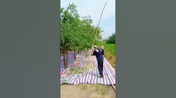 Beating jujubes#Agriculture rural areas and farmers#The harvest season is rich with abunda