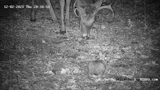 Bunny And Deer Grazing Together