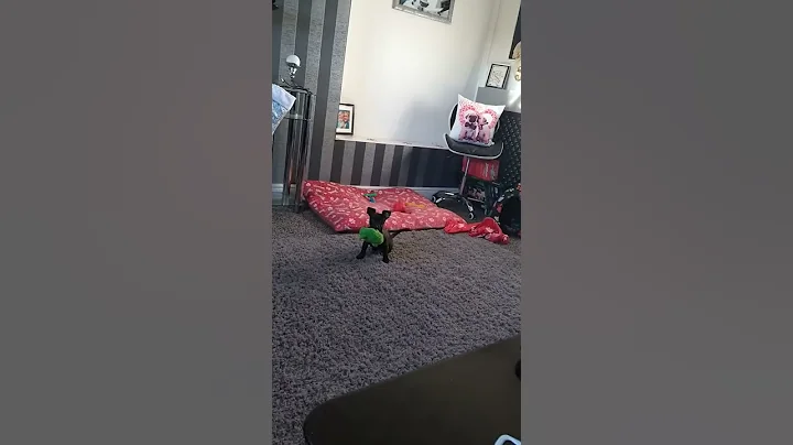 little cute pest