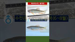 [SNUE-A515] 민물고기⑳ 우리나라 대표 물고기 #피라미⭕️ #송사리❌ #낚시 #천렵 #생태감수성 #생태교육 #섬강 #서울교대 #생물다양성