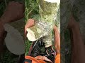 Trimming ivory mahogany tree