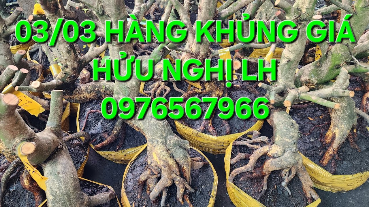 03/03 MINH NHÍ 0976567966 GL LÔ MAI GIẢO HẠT THỦ ĐỨC DÁNG THÚ ĐẾ NÔM LỰC ,BÔNG CHÙM