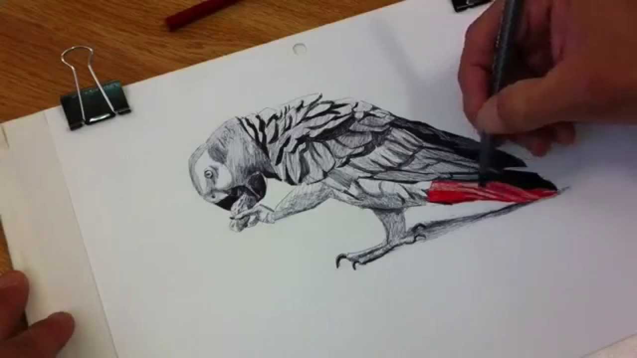 HOW I DRAW AN AFRICAN GREY PARROT - YouTube
