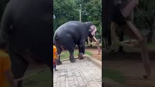 ගම වටේ රවුම් ගහන වාසනා❤️❤️| kataragama wasana | elephant video | animal video | trending shorts