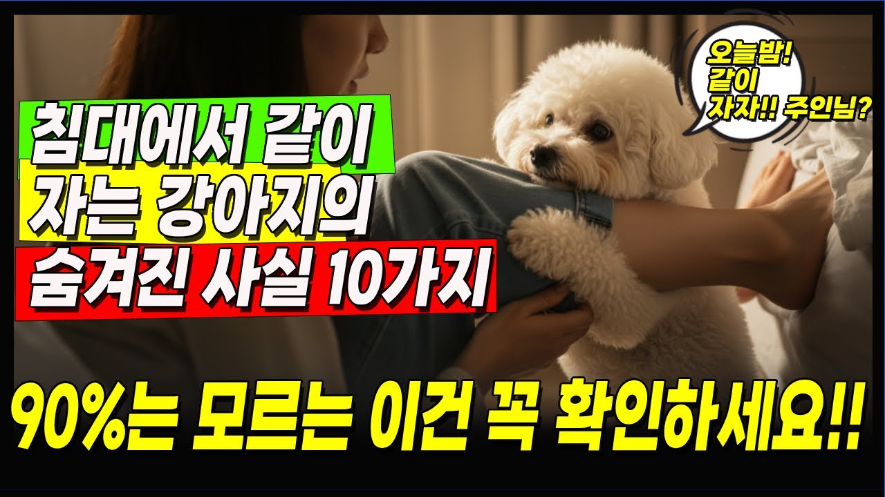 아무도 몰랐던 침대에서 같이 자는 강아지의 비밀 10가지ㅣ 강아지 잠자리 위치ㅣ 소형견 심리ㅣ 강아지 자는 위치