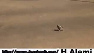 Hayattan Bezmiş Güvercin