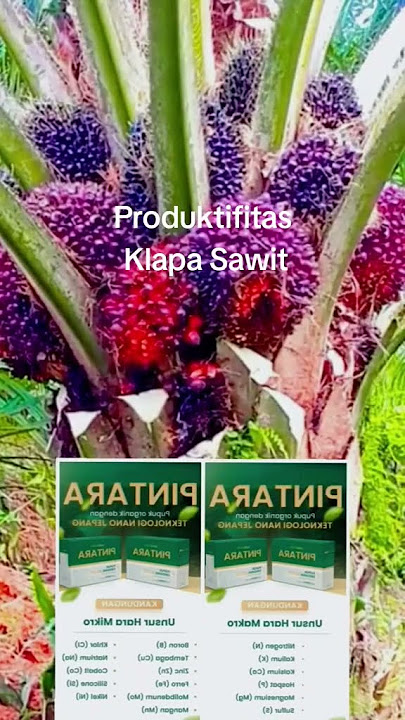 PINTARA 🌿 berhasil di Produktifitas Buah Kelapa Sawit Kal-Bar.. Petani Pintar Pakai PINTARA