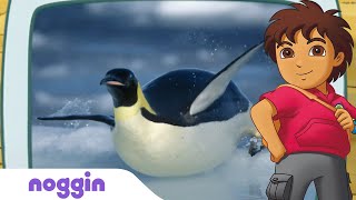 Let's Learn About Penguins w/Diego | Noggin