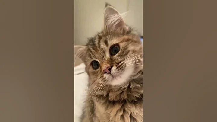 Watch the video about American Shorthair Daily Adventures! Too Cute to Miss!#CuteCatDaily#CatLife#AdorableCats #cat #pet