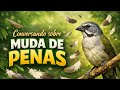 Muda de penas trinca ferro entenda melhor
