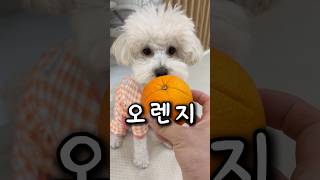 강아지 오렌지 먹어도 될까?