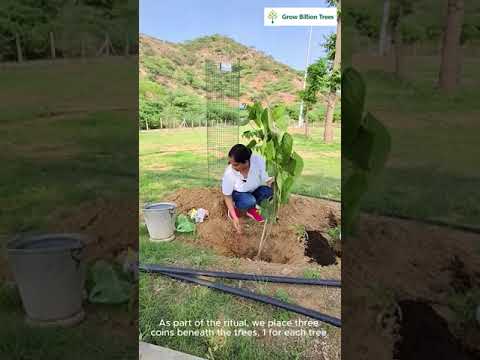 Planting Triveni Trees to Nourish the Earth