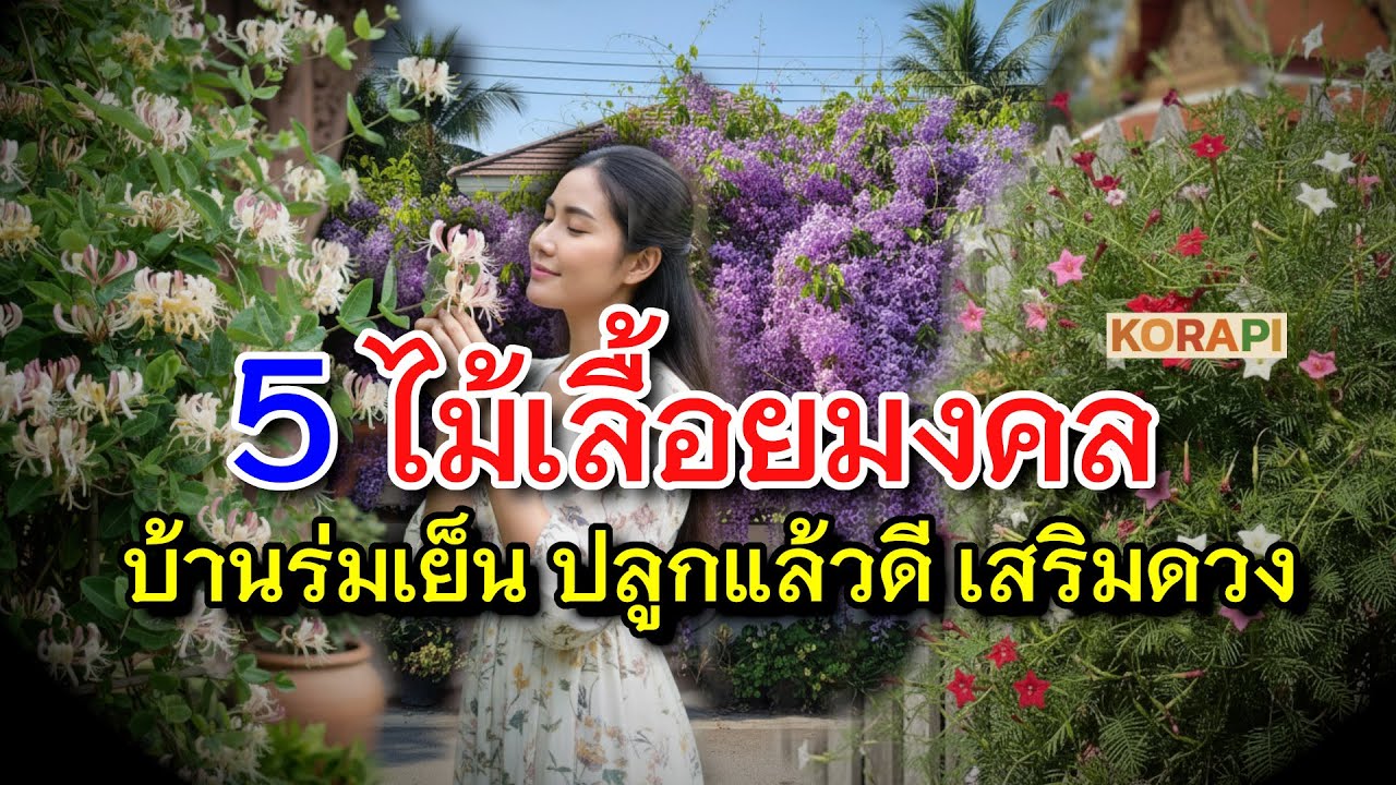 5 ไม้เลื้อยบังแดด ดอกสวย ไม้มงคล ให้ร่มเงา ต้นไม้เรียกทรัพย์ เสริมดวง ปลูกได้ทั้งปี บ้านเฮง รับโชคดี