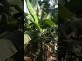 வாழை மரத்தில் இப்படி ஒரு அதிசயமாக😱 #banana #voiceover #tamil #fyp #ytshorts #trending #shorts