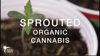 No Till Living Organic Cannabis: The End of an Era & Joining The Joint With NorthWest Jay