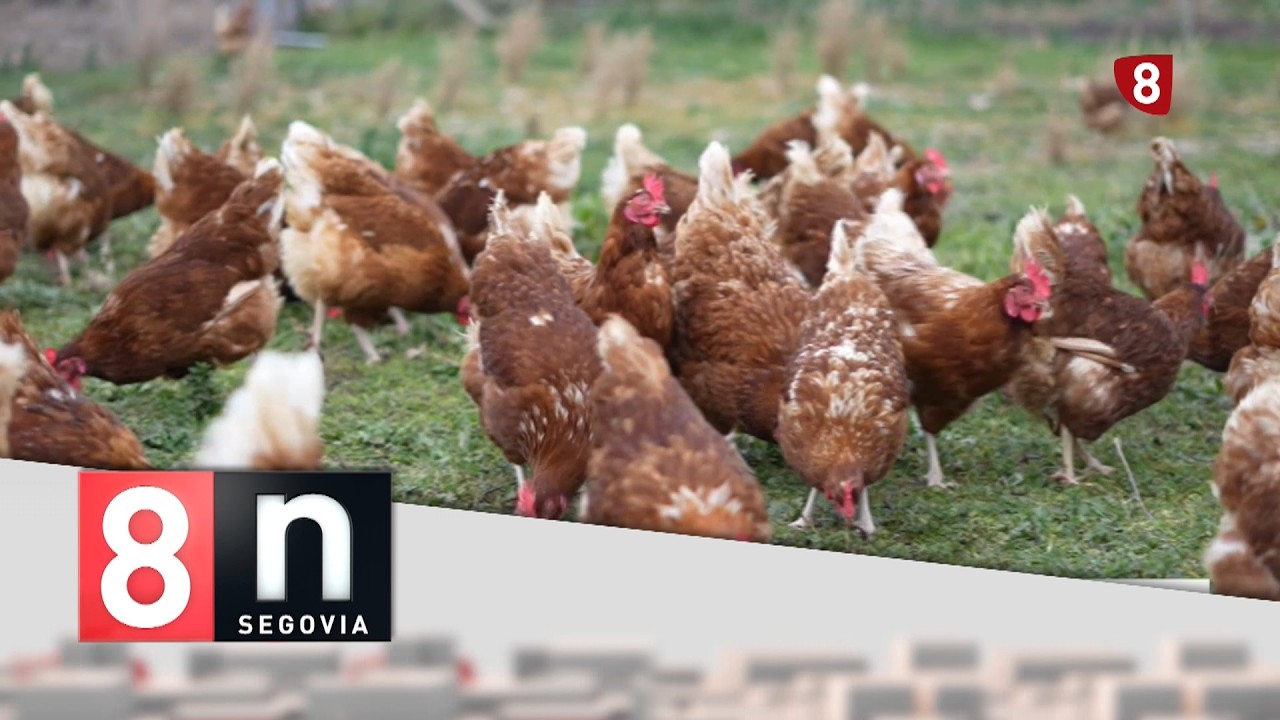 Noticias La 8 Segovia | Viernes 17-07-2026