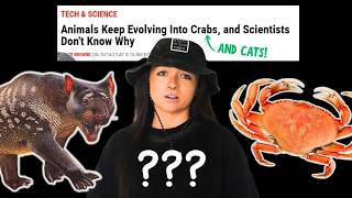 Famous CAT VS. CRAB: The True Ideal Form | Lindsay Nikole Wealth