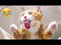 Funny Animal Videos 2023 😹 - Funniest Dogs and Cats Videos 😻 #51