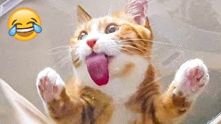 Funny Animal Videos 2023 😹 - Funniest Dogs and Cats Videos 😻 #51