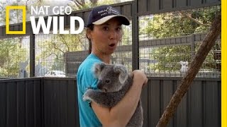 Koala Hospital | Koala Hospital