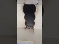 Ac Line Group Kata Holo #shorts #shortvideo #trending