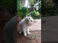 Cute Cat Video ₹ #cat #cutepet #cute #cuteanimals #catlover #reels #catshorts