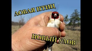 Щеглы зяблики и немного рыбалки.