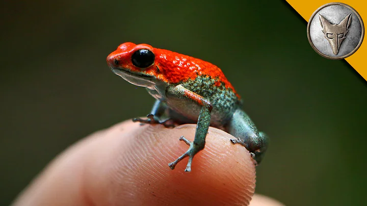 Deadly Poison Dart Frog? - DayDayNews