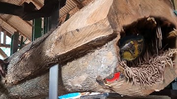 Unexpected surprise during the brutal destruction of sacred wood at the lumber mill