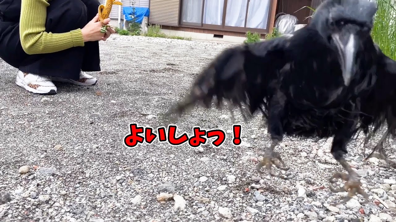 カラスのささみが飛ぶ練習を始めました Youtube
