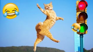 Funniest Cats And Dogs Videos Best Funny Animal Videos 2024Part 11