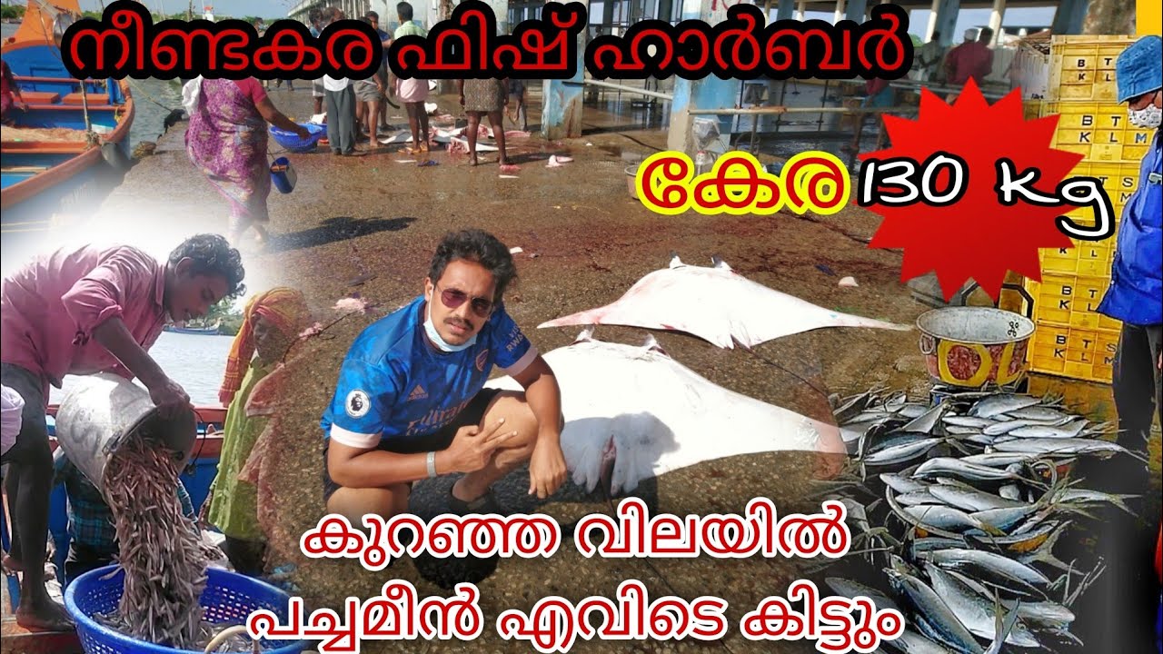 നീണ്ടകര ഫിഷ് ഹാർബർ, ഏറ്റവും വില കുറച്ചു പച്ചമീൻ എവിടെ കിട്ടും, neendakara fishing harbour, tuna 130