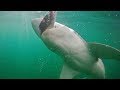 Snapper Fishing & BIG Bronzie Sharks -- New Zealand Ep 7 | Field Trips with Robert Field