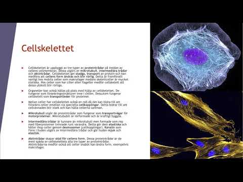 Video: Vilka strukturer finns i cytoplasman?