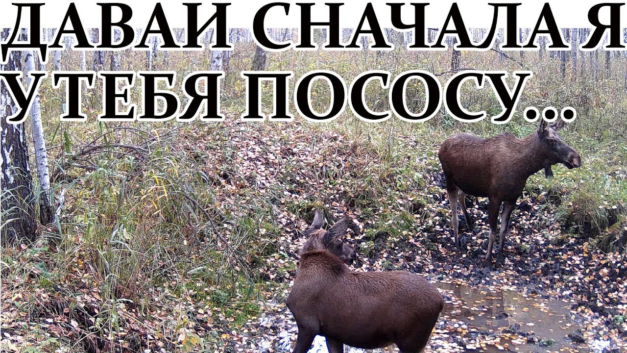 Дал пососать в машине
