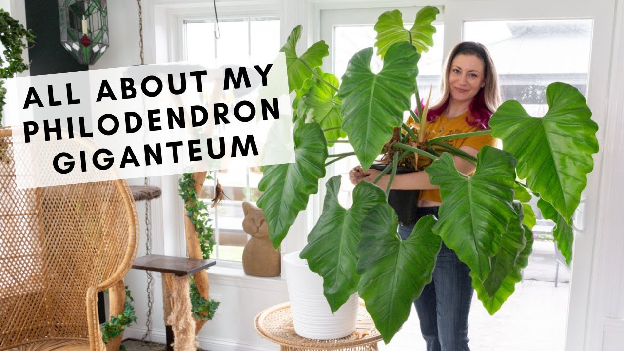 All about growing the gorgeous Philodendron giganteum as a houseplant!