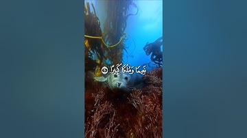 عينٌ فيها تُسمّى سلسبيلًا | تلاوة خاشعة محمد اللحيدان(سورة الإنسان – الآية 18)