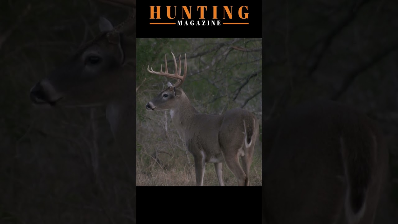 Shooter Buck: A Whitetail Hunting Discussion
