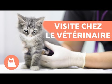 Vidéo: Le Confort Du Chat : Dans Quelle Mesure VOTRE Hôpital Vétérinaire Est-il Adapté Aux Chats ?