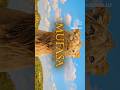 The Disney The Lion king