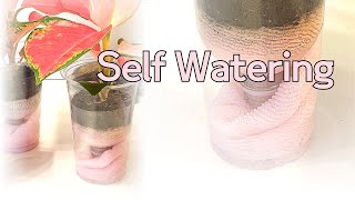 Make Pot With Bath Towel - Pink Aglaonema for Self watering & Care with Hydrogen Peroxide